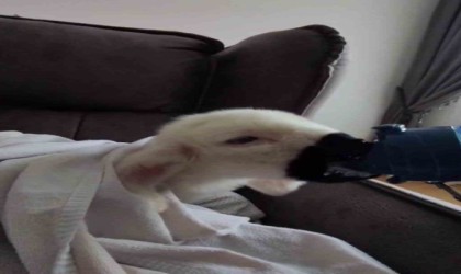 Evde bebek gibi bakılan kuzu yaşamını yitirdi, kuzunun ev hali görenleri gülümsetti