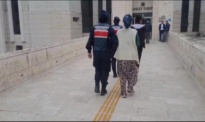 Jandarmadan zeytin hırsızlarına gece baskını...2 kişi gözaltına alındı