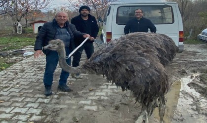 Kara yolunda deve kuşu paniği