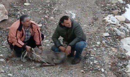 Kayalık alanda sıkışan karaca için ekipler seferber oldu