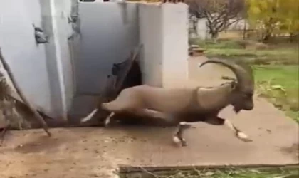 Kazan dairesinde mahsur kalan yaban keçisini binadakiler kurtardı