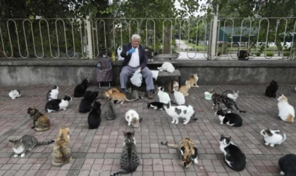 ’Kedilerin babası’, her sabah 700 kediye mama taşıyor