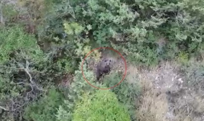 Kış uykusuna yatamayan ayı havadan böyle görüntülendi