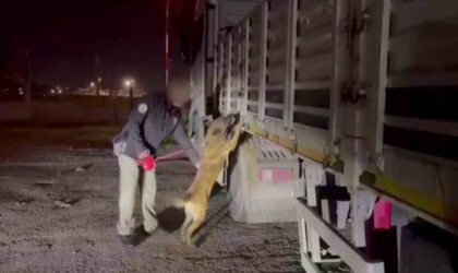 Küçükbaş hayvan yüklü tırın kasasından 122 kilo ‘skunk ele geçirildi