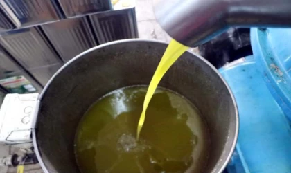 Kuraklık nedeniyle zeytinyağında verim yüzde 50 düştü, fiyat yüzde 100 arttı