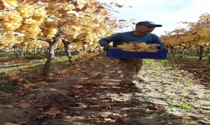 Manisada yaz meyvesi kış ayında hasat ediliyor