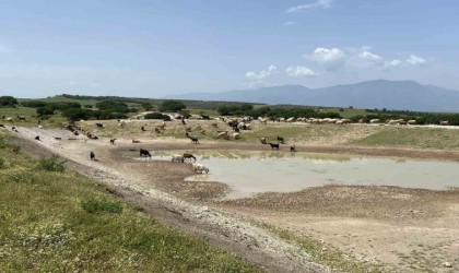 Manisaya 9 yılda 210 HİS Göleti yapıldı