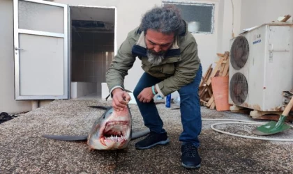 Mersin’de kıyıya vuran nesli tükenme tehlikesi altındaki köpek balığı öldü
