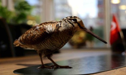 Nadir görülen ‘Sibirya suçulluğu yaralı olarak Adanada bulundu