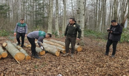 Orman emvali borkotlandı