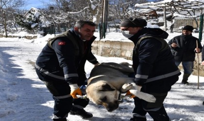 Osmangazide başıboş köpekler mercek altında