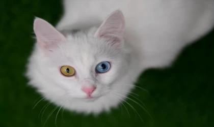 Prof. Dr. Kaya: 2023 yılı sezonunu 145 yavru Van kedisi ile kapattık