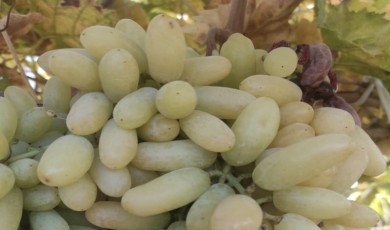 Sarıgöl Ovası açık soğuk hava deposu gibi