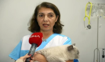 Sokağa terk edilen cins kediler sahiplendirilmeyi bekliyor