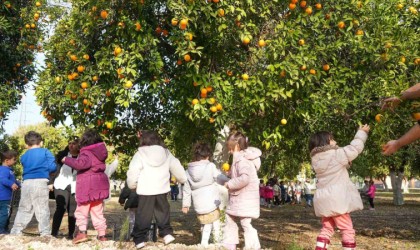 Tarsuslu minikler portakal hasadı yaptı