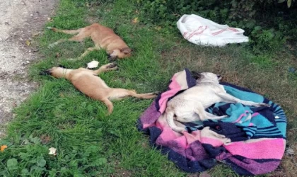 Tarsus’ta zehirlenen 10 köpek öldü