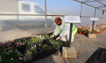 Toroslar Belediyesinden, Cumhuriyetin 100. yılına özel 100 bin bitki üretimi
