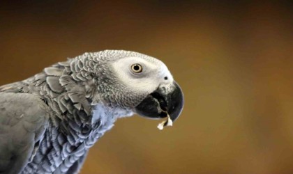 Tropikal iklimi Kayseriye taşıdılar