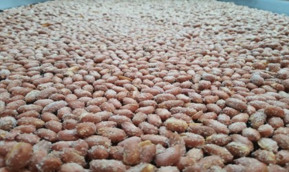 Türk fıstığı Aydında değer kazanıyor