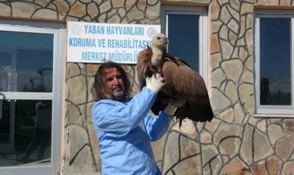 Vanda bu yıl 210 yaban hayvanı doğaya kazandırıldı