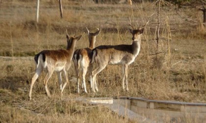 Vanda koruma altına alınan alageyikler, üretim merkezlerine gönderildi