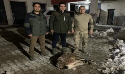 Vanda yaban keçisi avlayan 2 kişiye 314 bin 576 lira idari para cezası kesildi