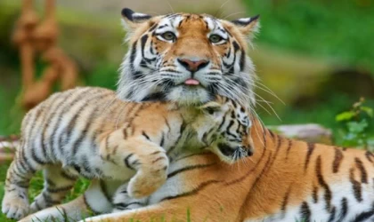 WWF-Türkiye: Yeni yıl hediyesi olarak nesli tehlikedeki türleri evlat edinin