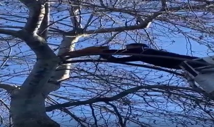 Yalovada ağaçta mahsur kalan kediyi itfaiye kurtardı