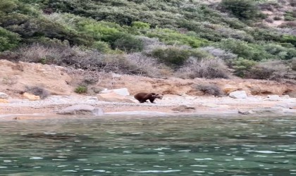 Yalovada sahilde ayı görüntülendi