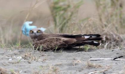 ’Yırtıcı kuşlar tehdit altında, kayıtları girmeyin’ çağrısı