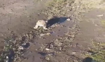 Yol kenarına yavru aslan bırakıldığı ihbarı, jandarmayı harekete geçirdi