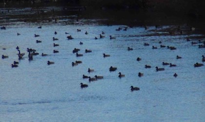 Yüzlerce yaban ördeği Kars Çayında görüntülendi