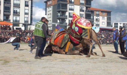 16 yıldan beri deve güreşlerini fotoğraflıyor