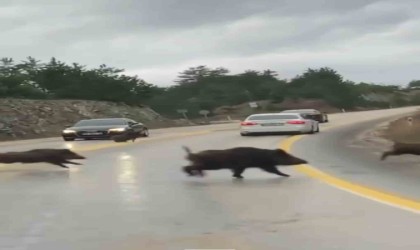 Aç kalan domuz sürüsü karayoluna indi