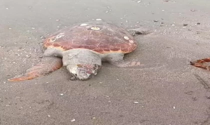 Adana’da kıyıya caretta caretta ve yunus ölüsü vurdu