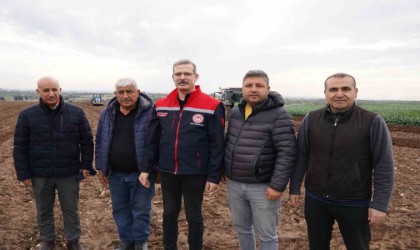 Adanada turfanda patates toprakla buluştu