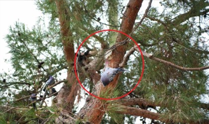 Ağaçta asılı kalan güvercini itfaiye kurtardı