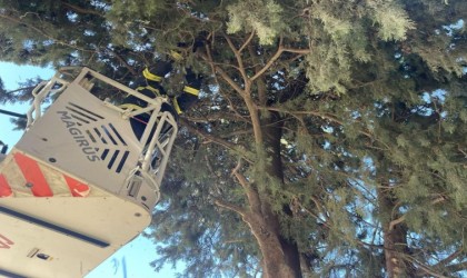 Ağaçta mahsur kalan kediyi itfaiye ekipleri kurtardı