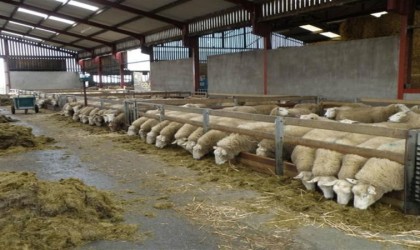 Ahır-ağıl yapımı ve makine-ekipman alımına hibe desteği