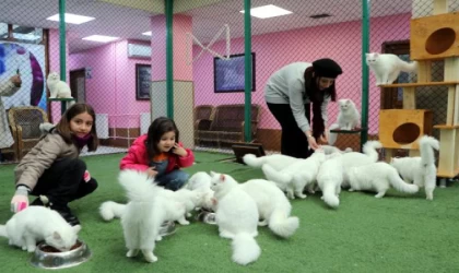 Ara tatilde çocuklardan Van kedilerine ziyaret