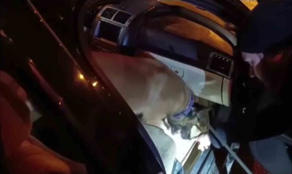 Baklava kutusuna gizlenen uyuşturucu hapları “Hulk” buldu