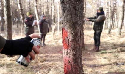 Bozkırın ortasındaki vahayı kök tembelliği kurutmuş