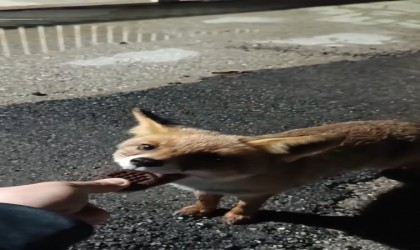 Bursada aç kalan tilkiyi elleriyle besledi