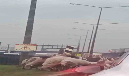 Bursada koyun sürüsü çevre yoluna çıktı, trafikte uzun kuyruklar oluştu