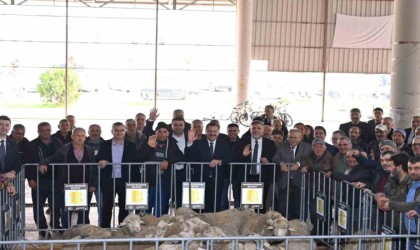 Büyükşehir, Kepsutta damızlıkları üreticiyle buluşturdu