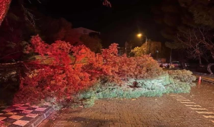 Çanakkale’de fırtına; ağaç devrildi