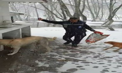 Çanakkalede kar altındaki sokak hayvanlarına oyun havası eşliğinde mama