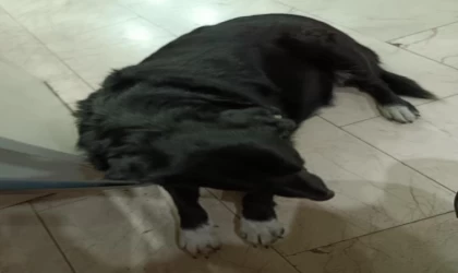 Çiğli’de 13 köpek zehirlendi; 11’i öldü