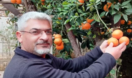 Çukurova’da parayla satılmayan turunç, limona alternatif olma yolunda 