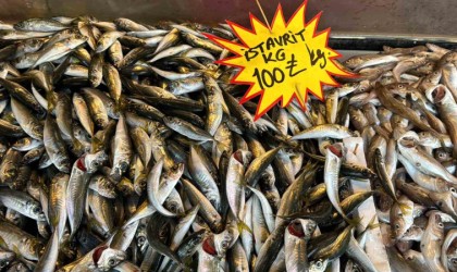 Deniz suyu sıcaklığı düşmedi, hamsi Gürcistana kaçtı